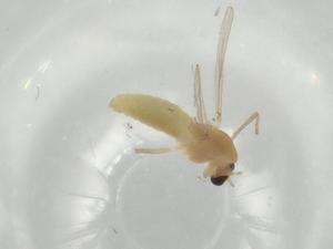  (Tanytarsus sp. 21XL - BIOUG67457-E01)  @12 [ ] CreativeCommons - Attribution (2021) Centre for Biodiversity Genomics Centre for Biodiversity Genomics