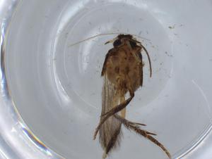  ( - BIOUG67618-A08)  @11 [ ] CreativeCommons - Attribution (2021) Centre for Biodiversity Genomics Centre for Biodiversity Genomics