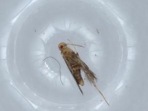  ( - BIOUG67618-C10)  @11 [ ] CreativeCommons - Attribution (2021) Centre for Biodiversity Genomics Centre for Biodiversity Genomics