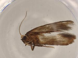  ( - BIOUG67646-A04)  @11 [ ] CreativeCommons - Attribution (2021) Centre for Biodiversity Genomics Centre for Biodiversity Genomics