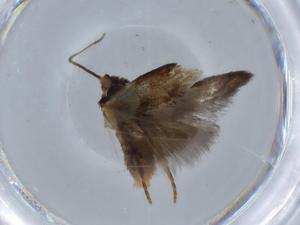  ( - BIOUG67834-B08)  @11 [ ] CreativeCommons - Attribution (2021) Centre for Biodiversity Genomics Centre for Biodiversity Genomics