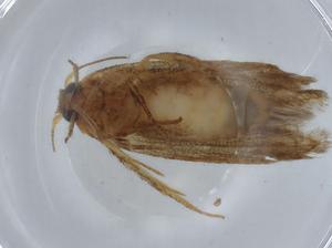  ( - BIOUG67908-A05)  @11 [ ] CreativeCommons - Attribution (2021) Centre for Biodiversity Genomics Centre for Biodiversity Genomics