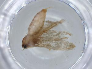  (blastoMalaise01 Malaise2739 - BIOUG67992-B12)  @11 [ ] CreativeCommons - Attribution (2021) Centre for Biodiversity Genomics Centre for Biodiversity Genomics