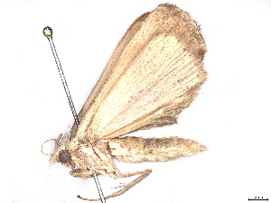  ( - BIOUG63950-G06)  @11 [ ] CreativeCommons - Attribution (2022) CBG Photography Group Centre for Biodiversity Genomics