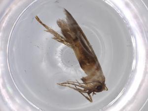  (Pigritia Malaise9502 - BIOUG66489-H06)  @11 [ ] CreativeCommons - Attribution (2021) Centre for Biodiversity Genomics Centre for Biodiversity Genomics