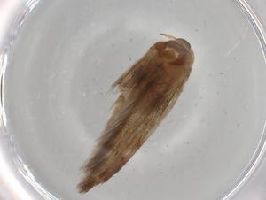  ( - BIOUG66490-A05)  @11 [ ] CreativeCommons - Attribution (2021) Centre for Biodiversity Genomics Centre for Biodiversity Genomics