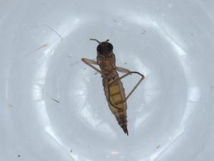  ( - BIOUG67770-G06)  @11 [ ] CreativeCommons - Attribution (2021) Centre for Biodiversity Genomics Centre for Biodiversity Genomics