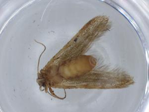  ( - BIOUG68812-H02)  @11 [ ] CreativeCommons - Attribution (2021) Centre for Biodiversity Genomics Centre for Biodiversity Genomics