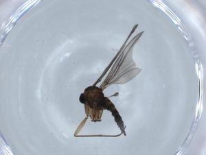  ( - BIOUG68839-F06)  @11 [ ] CreativeCommons - Attribution (2021) Centre for Biodiversity Genomics Centre for Biodiversity Genomics