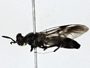  ( - BIOUG77702-F01)  @11 [ ] CreativeCommons - Attribution (2022) CBG Photography Group Centre for Biodiversity Genomics
