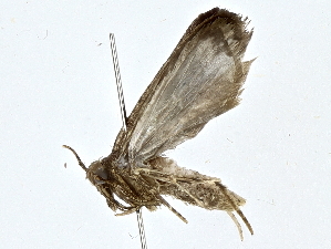  ( - BIOUG77705-D12)  @11 [ ] CreativeCommons - Attribution (2022) CBG Photography Group Centre for Biodiversity Genomics