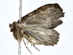  ( - BIOUG77707-E11)  @11 [ ] CreativeCommons - Attribution (2022) CBG Photography Group Centre for Biodiversity Genomics