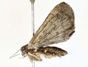  ( - BIOUG77708-H02)  @11 [ ] CreativeCommons - Attribution (2022) CBG Photography Group Centre for Biodiversity Genomics