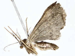  ( - BIOUG77709-F08)  @11 [ ] CreativeCommons - Attribution (2022) CBG Photography Group Centre for Biodiversity Genomics