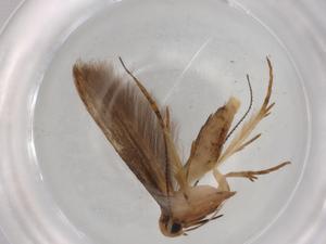  (ereMalaise01 Malaise1696 - BIOUG79574-A03)  @11 [ ] CreativeCommons - Attribution (2022) Centre for Biodiversity Genomics Centre for Biodiversity Genomics