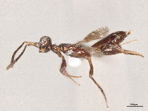  ( - BIOUG80631-C06)  @11 [ ] CreativeCommons - Attribution Share - Alike (2025) CBG Photography Group Centre for Biodiversity Genomics