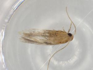  (blastoMalaise01 Malaise3577 - BIOUG80673-C05)  @12 [ ] CreativeCommons - Attribution (2022) Centre for Biodiversity Genomics Centre for Biodiversity Genomics