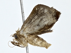  (ereMalaise01 Malaise7817 - BIOUG80714-A12)  @11 [ ] CreativeCommons - Attribution (2022) CBG Photography Group Centre for Biodiversity Genomics