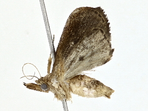  ( - BIOUG80714-B01)  @11 [ ] CreativeCommons - Attribution (2022) CBG Photography Group Centre for Biodiversity Genomics