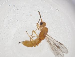  (Allorhogas Malaise3383 - CBG-A00726-G01)  @11 [ ] CreativeCommons - Attribution (2023) Centre for Biodiversity Genomics Centre for Biodiversity Genomics