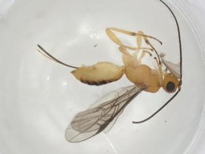  (doryMalaise01 Malaise2141 - CBG-A03324-A10)  @11 [ ] CreativeCommons - Attribution (2023) Centre for Biodiversity Genomics Centre for Biodiversity Genomics