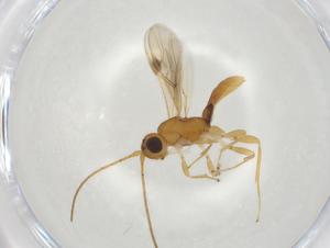  (Allorhogas Malaise3338 - CBG-A03324-F05)  @11 [ ] CreativeCommons - Attribution (2023) Centre for Biodiversity Genomics Centre for Biodiversity Genomics