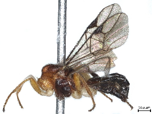 (Eubazus Malaise4220 - BIOUG63978-B08)  @11 [ ] CreativeCommons - Attribution (2022) CBG Photography Group Centre for Biodiversity Genomics