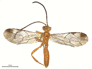  (Grotea Malaise2110 - BIOUG64492-F09)  @11 [ ] CreativeCommons - Attribution Share - Alike (2025) CBG Photography Group Centre for Biodiversity Genomics