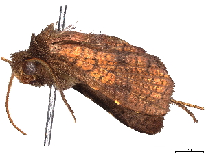  ( - BIOUG64493-A10)  @11 [ ] CreativeCommons - Attribution (2022) CBG Photography Group Centre for Biodiversity Genomics