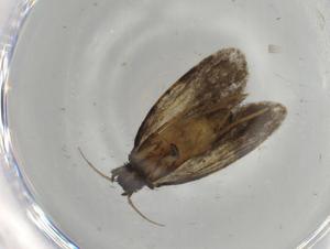  ( - BIOUG67587-A04)  @11 [ ] CreativeCommons - Attribution (2021) Centre for Biodiversity Genomics Centre for Biodiversity Genomics