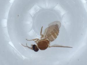  (Forcipomyia sp. DB 11420 - BIOUG67786-D07)  @11 [ ] CreativeCommons - Attribution (2021) Centre for Biodiversity Genomics Centre for Biodiversity Genomics