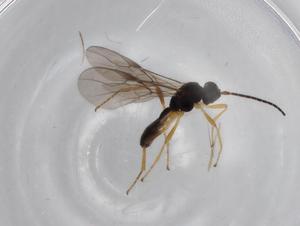  ( - BIOUG68669-A01)  @11 [ ] CreativeCommons - Attribution (2021) Centre for Biodiversity Genomics Centre for Biodiversity Genomics