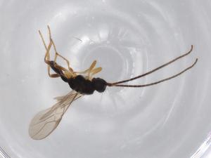  ( - BIOUG70009-H06)  @11 [ ] CreativeCommons - Attribution (2021) Centre for Biodiversity Genomics Centre for Biodiversity Genomics