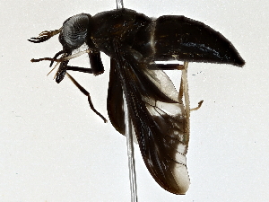  ( - BIOUG64414-H02)  @11 [ ] CreativeCommons - Attribution (2022) CBG Photography Group Centre for Biodiversity Genomics