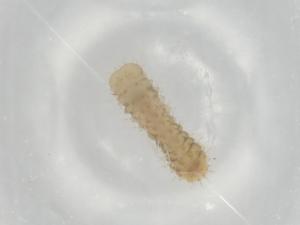  ( - BIOUG79549-C08)  @11 [ ] CreativeCommons - Attribution (2022) Centre for Biodiversity Genomics Centre for Biodiversity Genomics