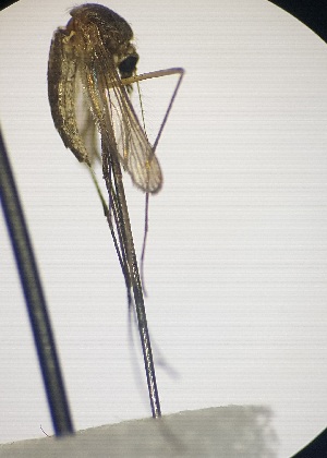  (Aedes rossicus - CROBB621)  @11 [ ] CreativeCommons - Attribution Non-Commercial Share-Alike (2020) Natasa Busic Josip Juraj Strossmayer University of Osijek