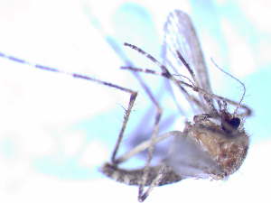  (Coquillettidia richiardii - CROBB197)  @11 [ ] CreativeCommons - Attribution Non-Commercial Share-Alike (2020) Natasa Busic Josip Juraj Strossmayer University of Osijek