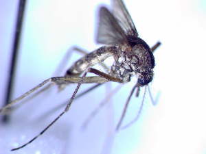  (Aedes cantans - CROBB185)  @11 [ ] CreativeCommons - Attribution Non-Commercial Share-Alike (2020) Natasa Busic Josip Juraj Strossmayer University of Osijek