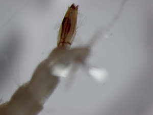  (Aedes detritus - CROBB444)  @11 [ ] CreativeCommons - Attribution Non-Commercial Share-Alike (2020) Natasa Busic Josip Juraj Strossmayer University of Osijek
