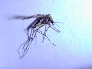  (Aedes rusticus - CROBB182)  @11 [ ] CreativeCommons - Attribution Non-Commercial Share-Alike (2022) Natasa Busic Josip Juraj Strossmayer University of Osijek