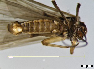  ( - CROBD113)  @11 [ ] CreativeCommons - Attribution Non-Commercial Share-Alike (2019) Martina Podnar Croatian Natural History Museum Zagreb