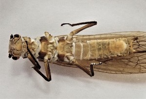  ( - CROBD133)  @11 [ ] CreativeCommons - Attribution Non-Commercial Share-Alike (2019) Martina Podnar Croatian Natural History Museum Zagreb