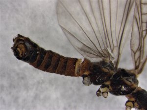  ( - CROBD175)  @11 [ ] CreativeCommons - Attribution Non-Commercial Share-Alike (2019) Martina Podnar Croatian Natural History Museum Zagreb