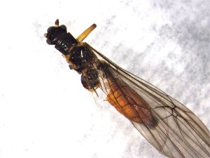  ( - CROBD176)  @11 [ ] CreativeCommons - Attribution Non-Commercial Share-Alike (2019) Martina Podnar Croatian Natural History Museum Zagreb