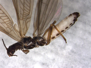  ( - CROBD192)  @11 [ ] CreativeCommons - Attribution Non-Commercial Share-Alike (2019) Martina Podnar Croatian Natural History Museum Zagreb