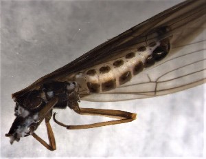  ( - CROBD193)  @11 [ ] CreativeCommons - Attribution Non-Commercial Share-Alike (2019) Martina Podnar Croatian Natural History Museum Zagreb