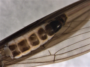  ( - CROBD193)  @11 [ ] CreativeCommons - Attribution Non-Commercial Share-Alike (2019) Martina Podnar Croatian Natural History Museum Zagreb