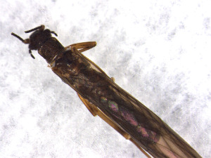  ( - CROBD197)  @11 [ ] CreativeCommons - Attribution Non-Commercial Share-Alike (2019) Martina Podnar Croatian Natural History Museum Zagreb