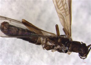  ( - CROBD198)  @11 [ ] CreativeCommons - Attribution Non-Commercial Share-Alike (2019) Martina Podnar Croatian Natural History Museum Zagreb