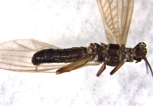  ( - CROBD198)  @11 [ ] CreativeCommons - Attribution Non-Commercial Share-Alike (2019) Martina Podnar Croatian Natural History Museum Zagreb